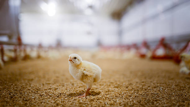 Lone fluffy chick stands on straw ground with blurred feeders in background inside large poultry house, illustrating animal care, space and early phase of controlled livestock farming.