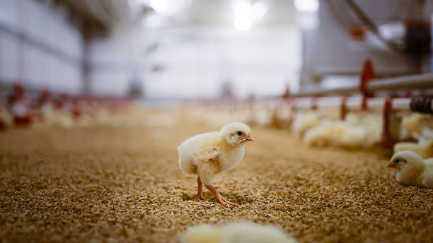 istock Chick walking alone on straw in poultry barn with blurred background 2213446139