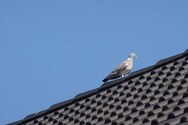 Young city pigeon on a tiled roof