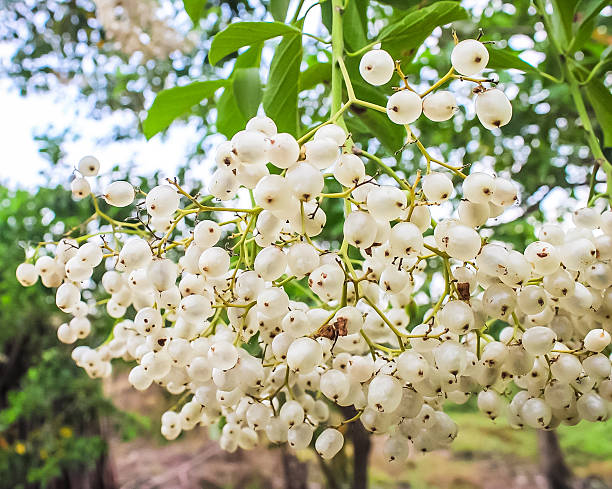 istock Tropical Fruit papaturro 2213447475