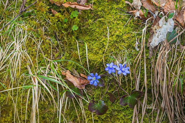 Alpine Wildflowers in Spring