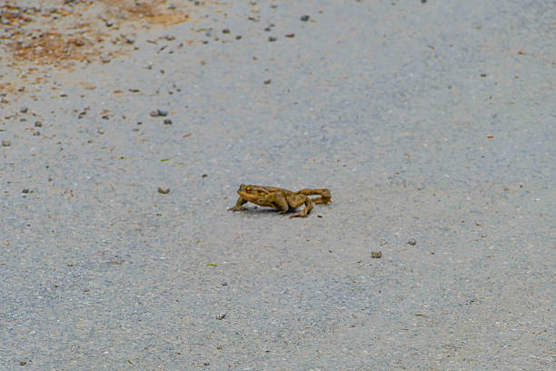 Symbolic Animals in the wild