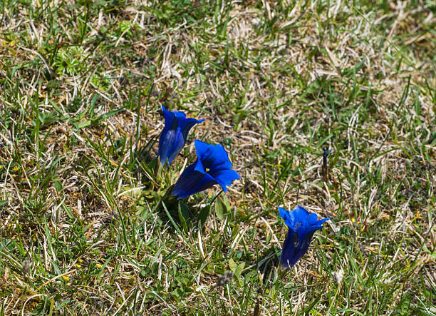 Close up of blue stemless gentian (Gentiana acaulis) flowers