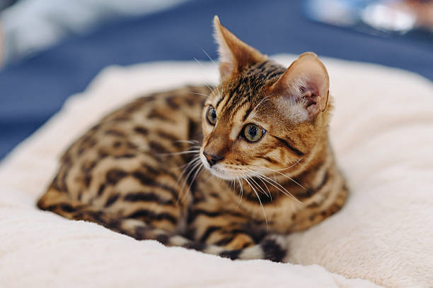 istock cute small bengal cat portrait 2213451262