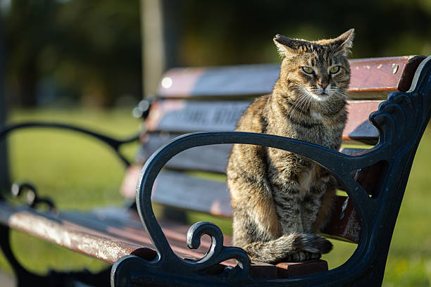 Stray cat is resting on public park bench at public park.\nIstanbul - Turkey.