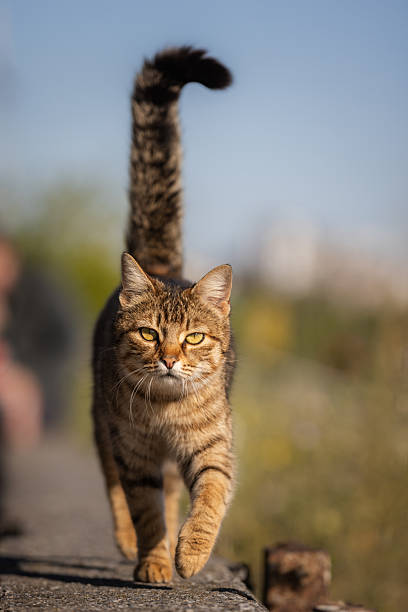 Tabby stray cat is walking on the street.Istanbul - Turkey