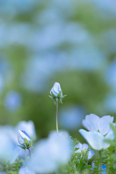 istock Cute nemophila buds 2213452434