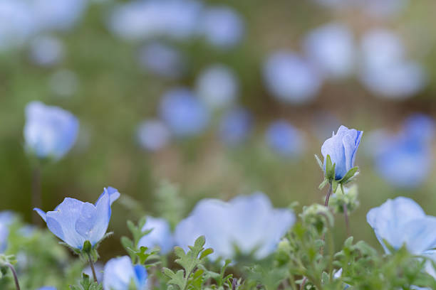 istock Cute nemophila buds 2213452490