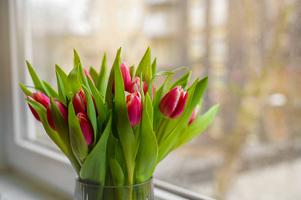 istock Pink tulips in a glass vase placed on a windowsill. 2213453424