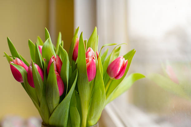 istock Pink tulips in a glass vase placed on a windowsill. 2213453672