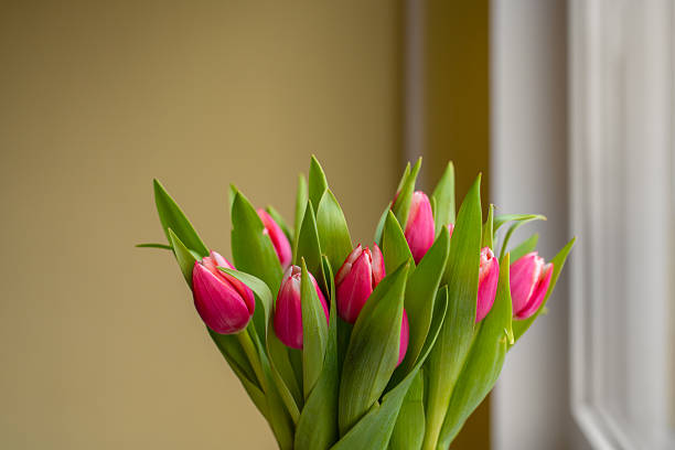 Fresh pink tulips in a glass vase placed on a windowsill. Natural light highlights the vibrant petals and lush green leaves, creating a bright and cheerful spring mood. perfect for floral or interior