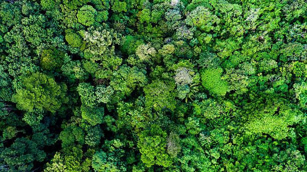istock Aerial view Tropical Rainforest trees mountains,Top view green forest background 2213453804