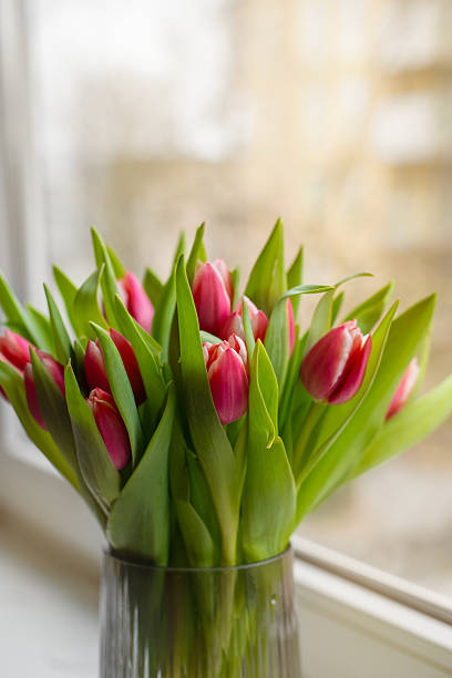 istock Pink tulips in a glass vase placed on a windowsill. 2213453927