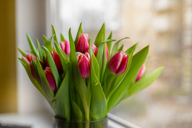 istock Pink tulips in a glass vase placed on a windowsill. 2213453932