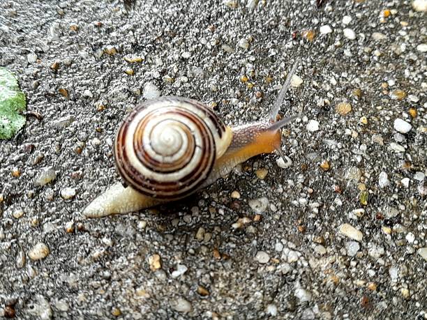 Onesmall  snail on wet concrete