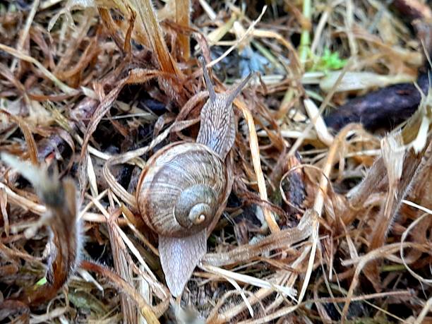 One snail on the compost close up.