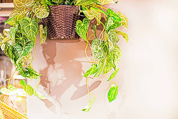 Wicker basket for harvesting fruit from an urban orchard