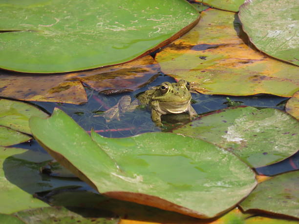 istock Frog Resting Amongst Waterlillies 2213457061