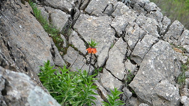 istock Inverted tulip is an endemic plant that grows naturally on rocks. 2213458455