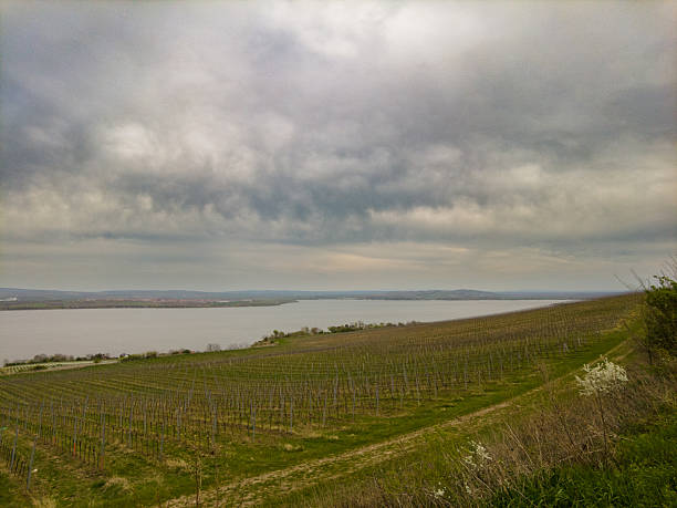 Spring Vineyard with Lake View in South Moravia, Czech Republic. Scenic view of a vineyard in early spring with bare grapevines and a lake in the background, located in the picturesque wine region of South Moravia, Czech Republic. The image captures the peaceful agricultural landscape with gentle hills and overcast sky, ideal for themes of nature, farming, viticulture, and rural tourism.