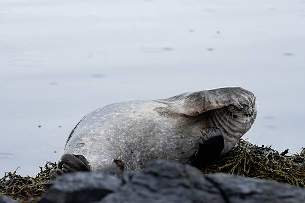 istock Seal resting still on a black Icelandic beach covered in dark algae and sea debris 2213458590