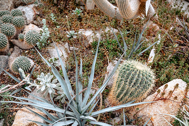 istock Cacti and succulents thrive in a rocky garden space with natural sunlight 2213458749