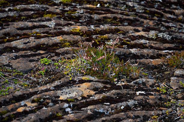 A detailed textured rocky background with small green plants growing between the cracks and uneven surfaces