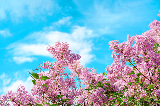 Lilac blossoms flourish vibrantly against a bright blue sky on a sunny day.