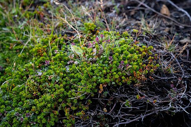 A detailed textured rocky background with small green plants growing between the cracks and uneven surfaces