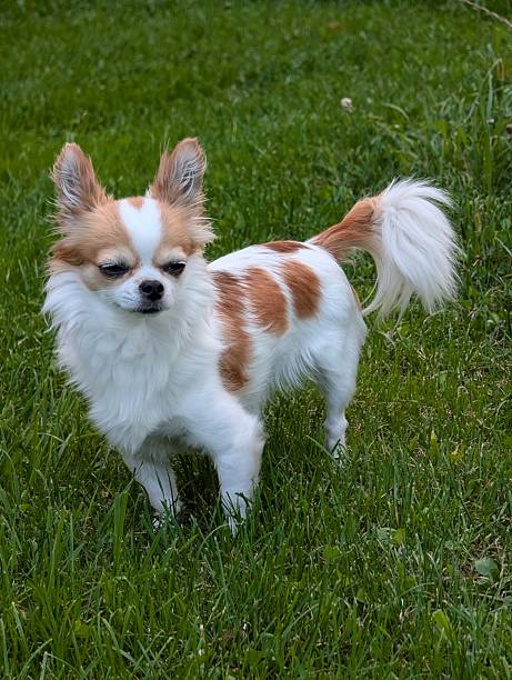 istock chihuahua in the grass 2213463701