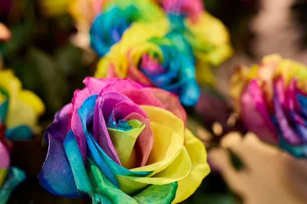 istock Rainbow roses close-up with soft focus background. 2213466524