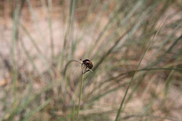 istock Close-up of a beetle on grass 2213466632