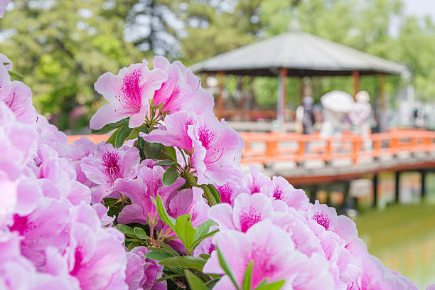 Azaleas at Kyuka Park (Kuwana City, Mie Prefecture)