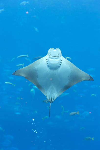 istock Graceful stingray in clear blue ocean. 2213466703