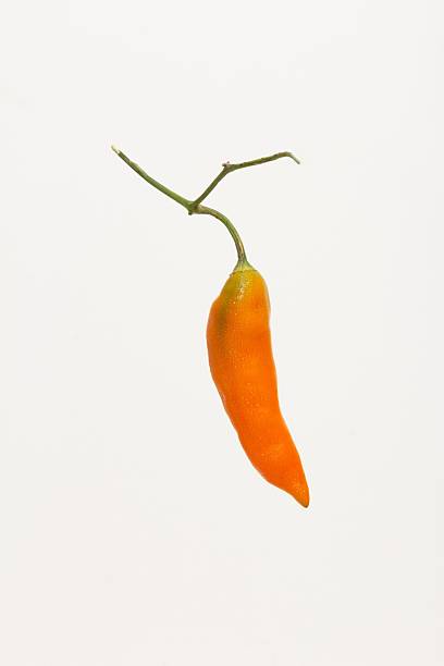 istock Orange Chili Pepper Against a Plain Background 2213466835