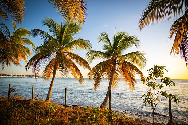 A tropical beach scene with palm trees and a serene ocean under a clear sky at sunset