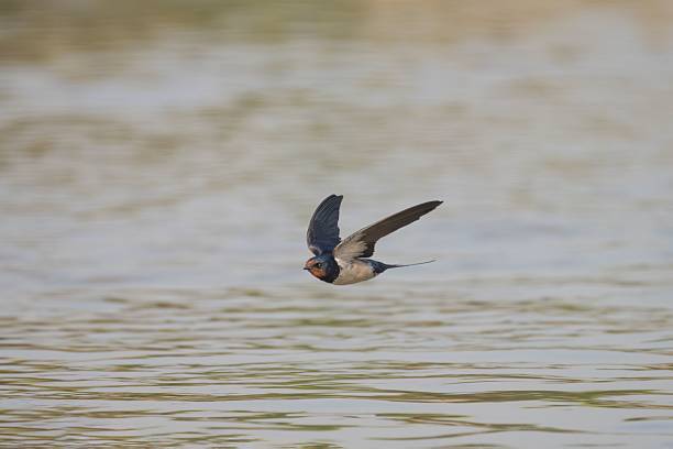istock Swallow in Flight Over Water 2213467052