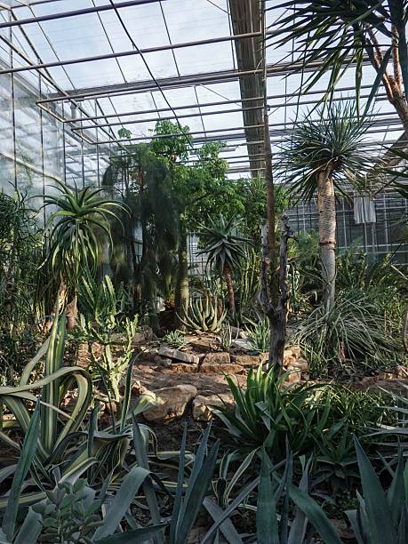 istock Greenhouse with Tropical Plants 2213467215