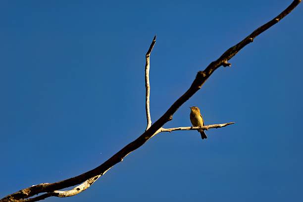 istock Bird on Branch Against Blue Sky 2213467231