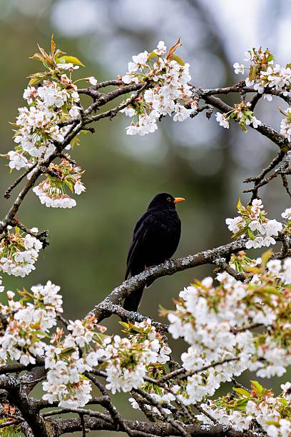 istock Blackbird on a Blossoming Branch 2213467279