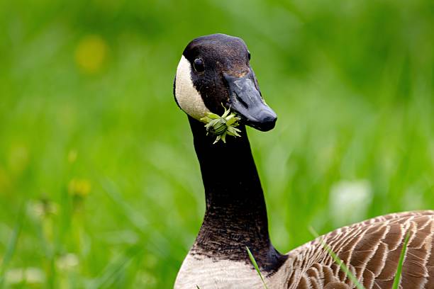 A close-up of a Canada goose eating grass in a lush green meadow.