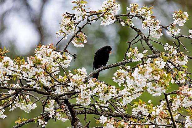 istock Blackbird on Cherry Blossom Branch 2213467293