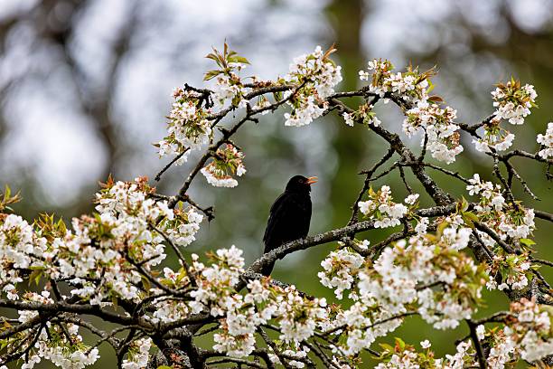 istock Blackbird on Cherry Blossom Branch 2213467296