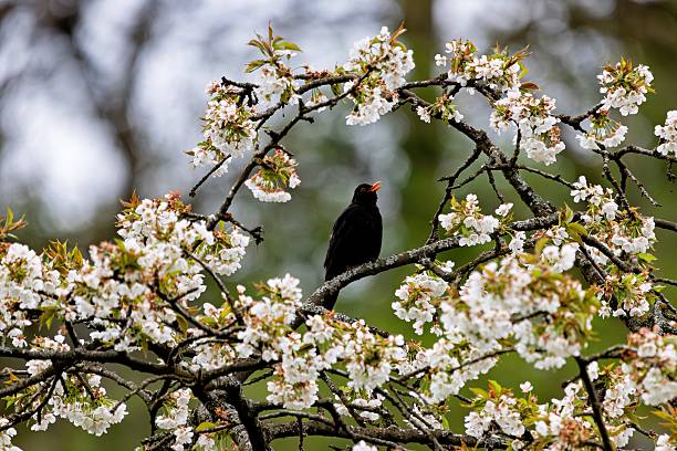 istock Blackbird on a Cherry Blossom Branch 2213467309