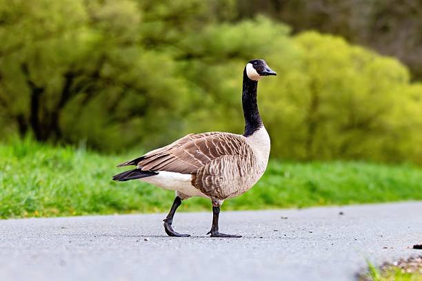 istock Canadian goose strolling on a path with green backdrop. 2213467320
