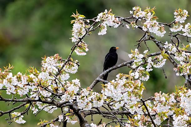 istock Blackbird on Cherry Blossom Branch 2213467322