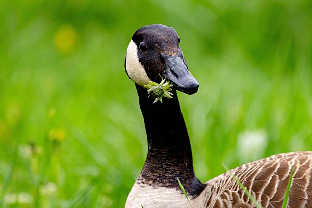 A close-up of a Canada goose with a green background, showcasing its distinctive black head and white cheeks.