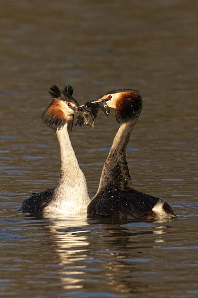 istock Great crested grebes courtship dance on lake. 2213467407