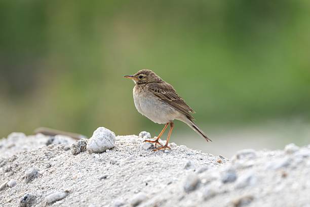 istock Paddyfield Pipit perched on rocky terrain with a blurred green background 2213468243
