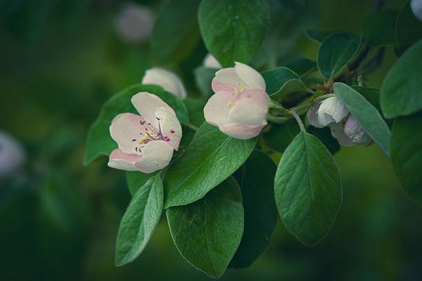 istock Delicate Pink Apple Blossoms in Garden 2213468736